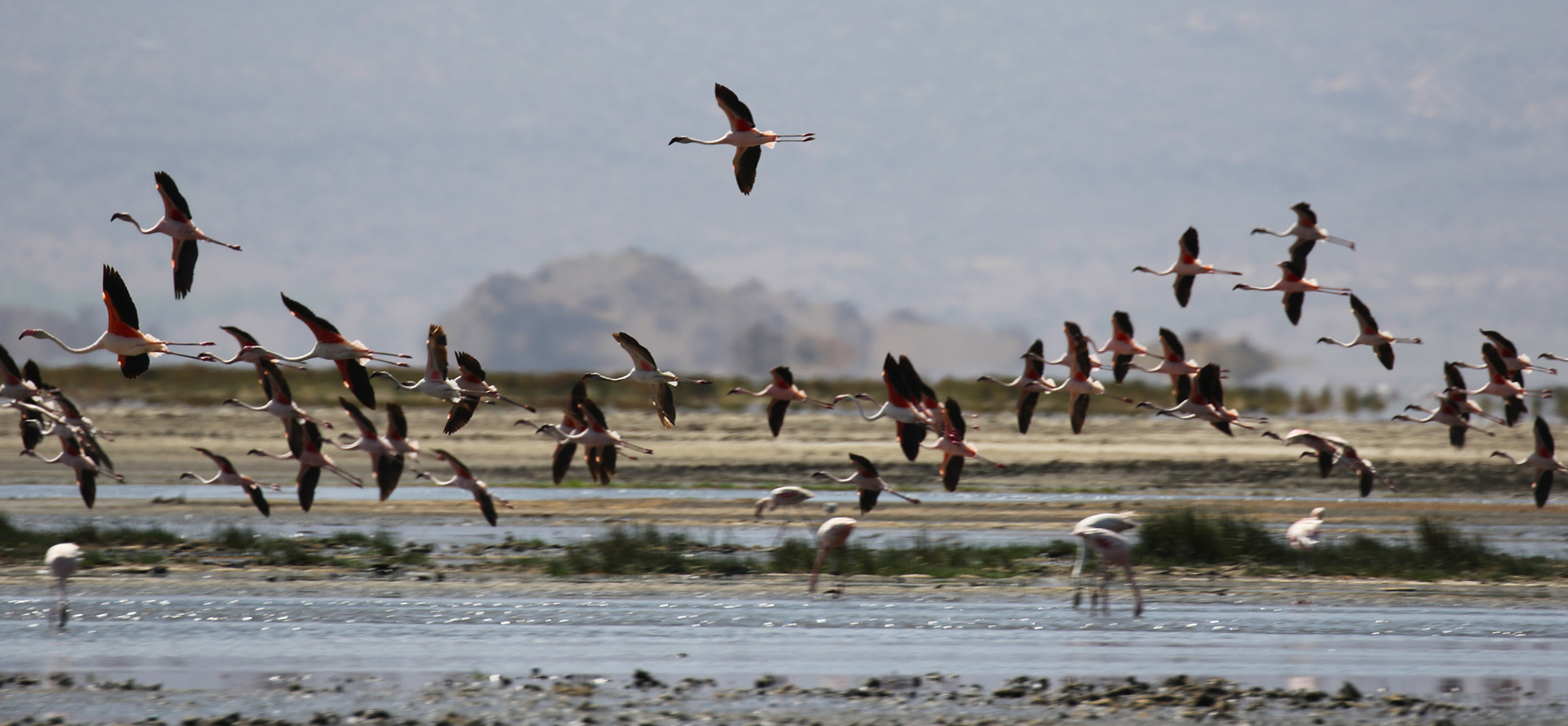 Natron Lake: one of the preferred place from flamingos for breeding