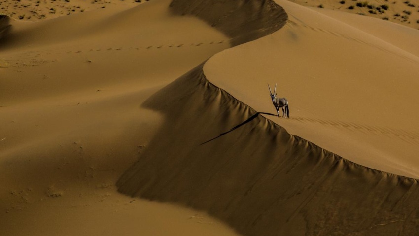 namibia orice oryx