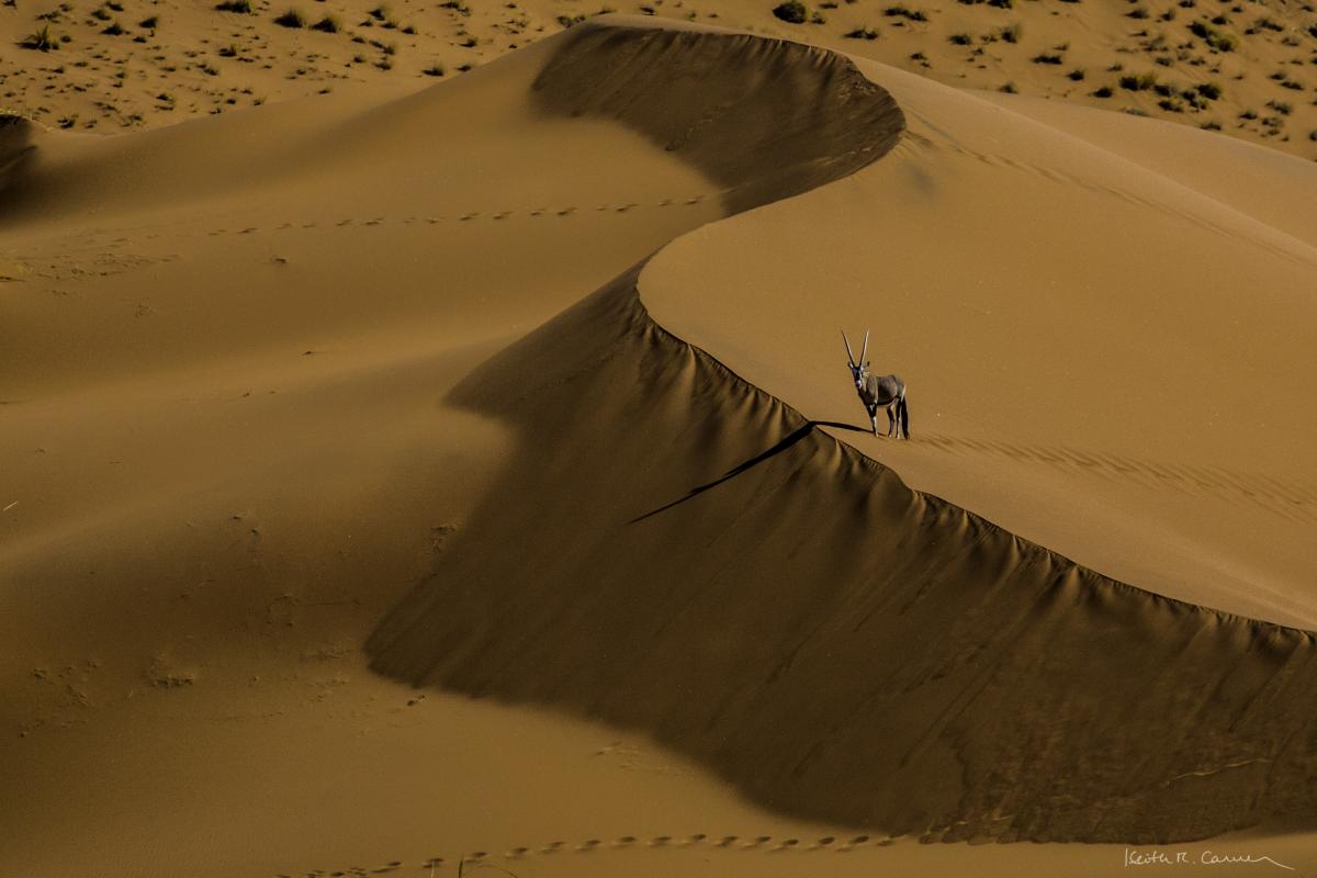 namibia orice oryx