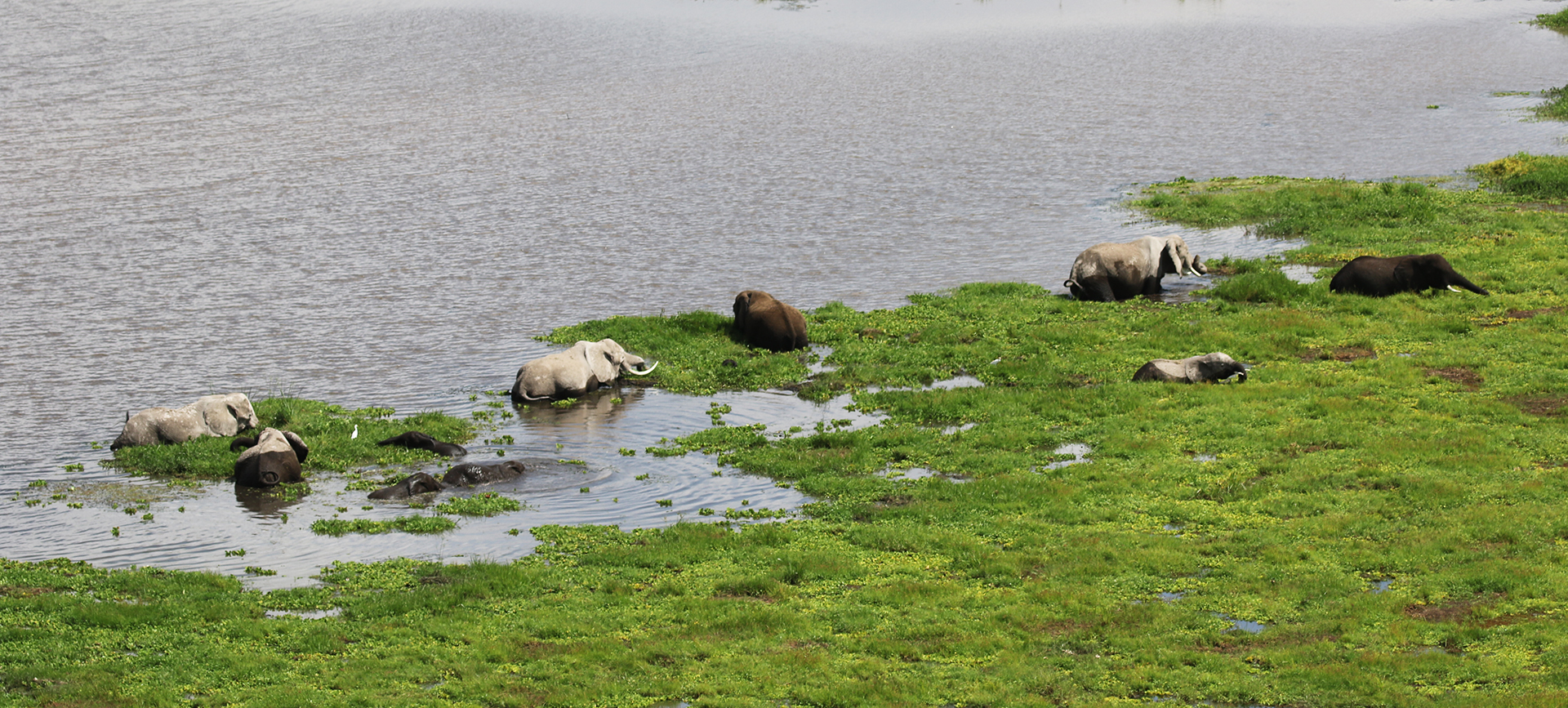 elephants enjoing swamp in Amboseli National Park