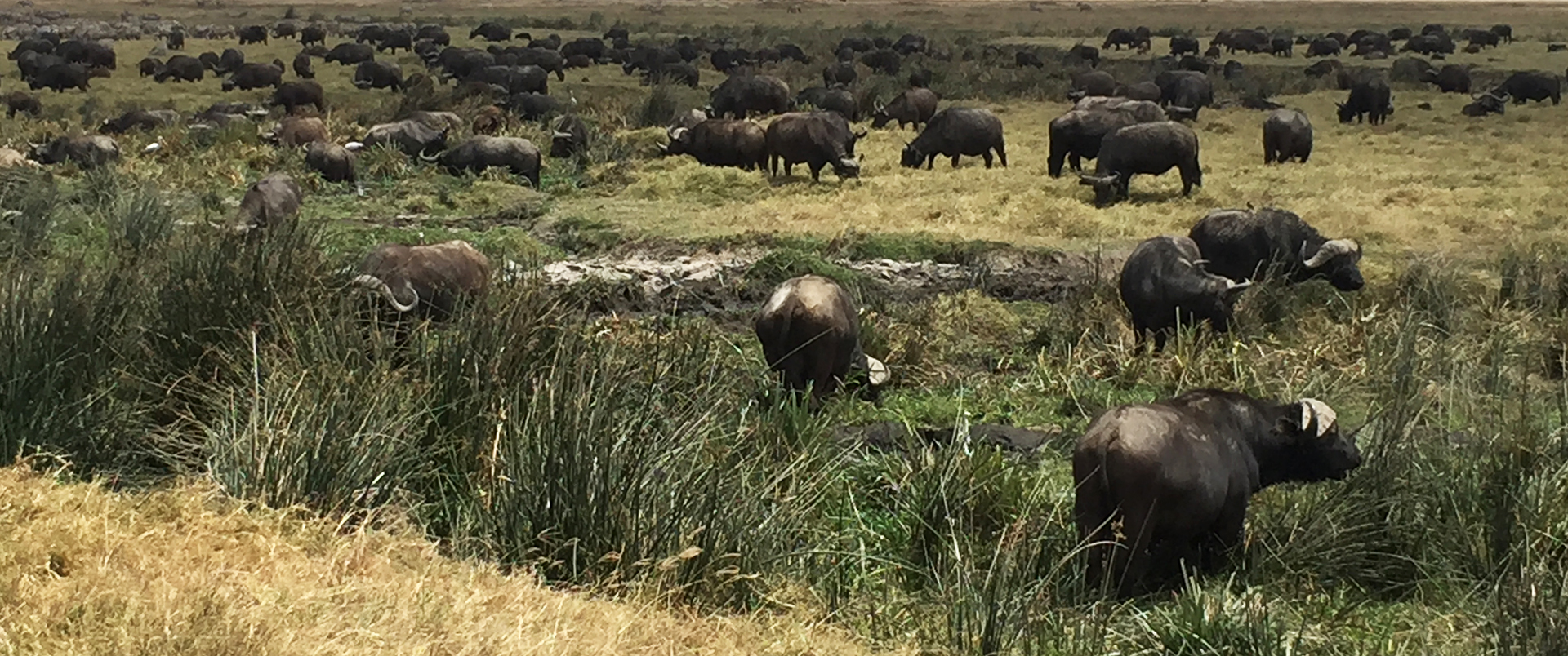 buffalo inNgorongoro Conservation Area