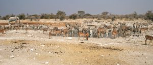 many animals around the water hole in Etosha National Park in Namibia Africa romina facchi