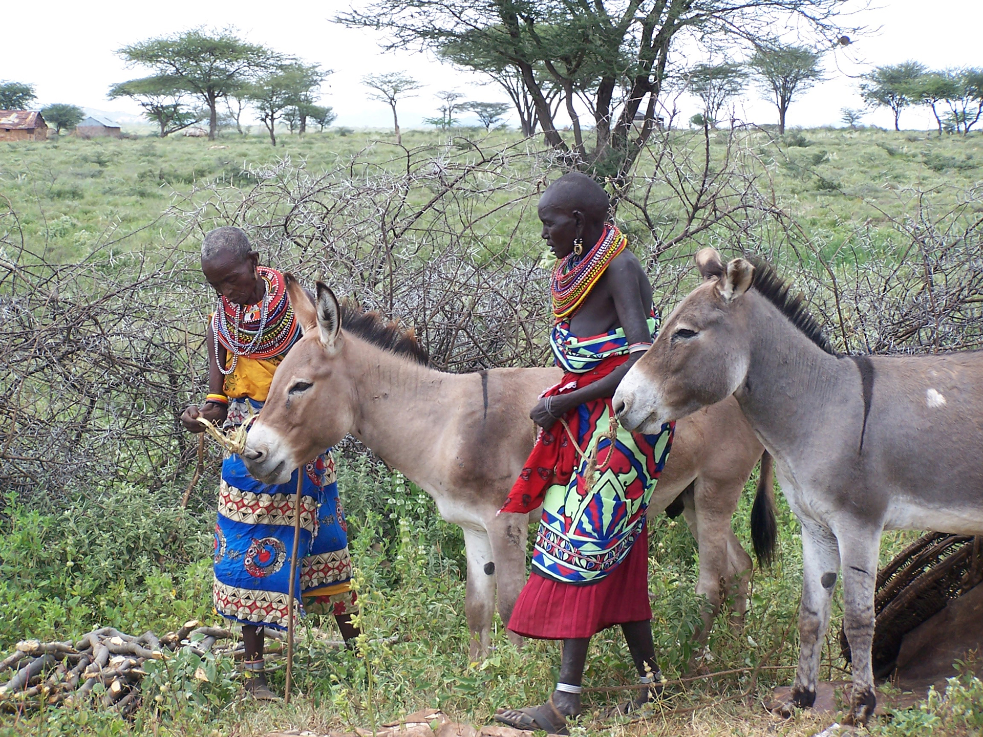 samburu people in kenya with donkey