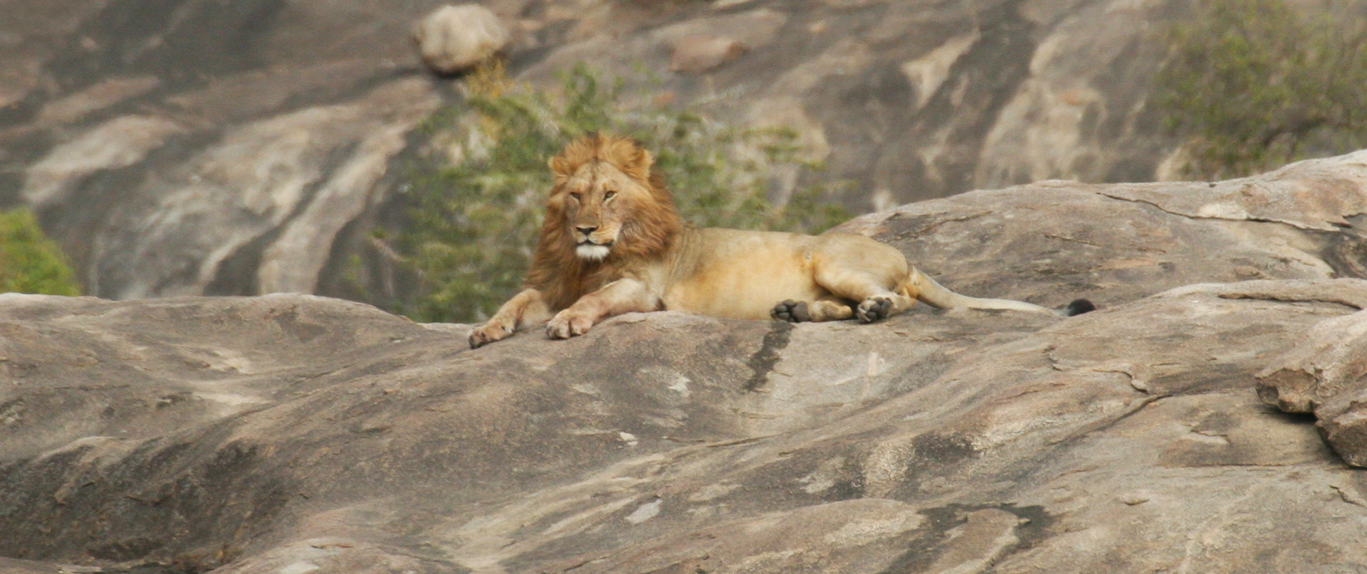 Serengeti National Park: male lion laying on a kopjes