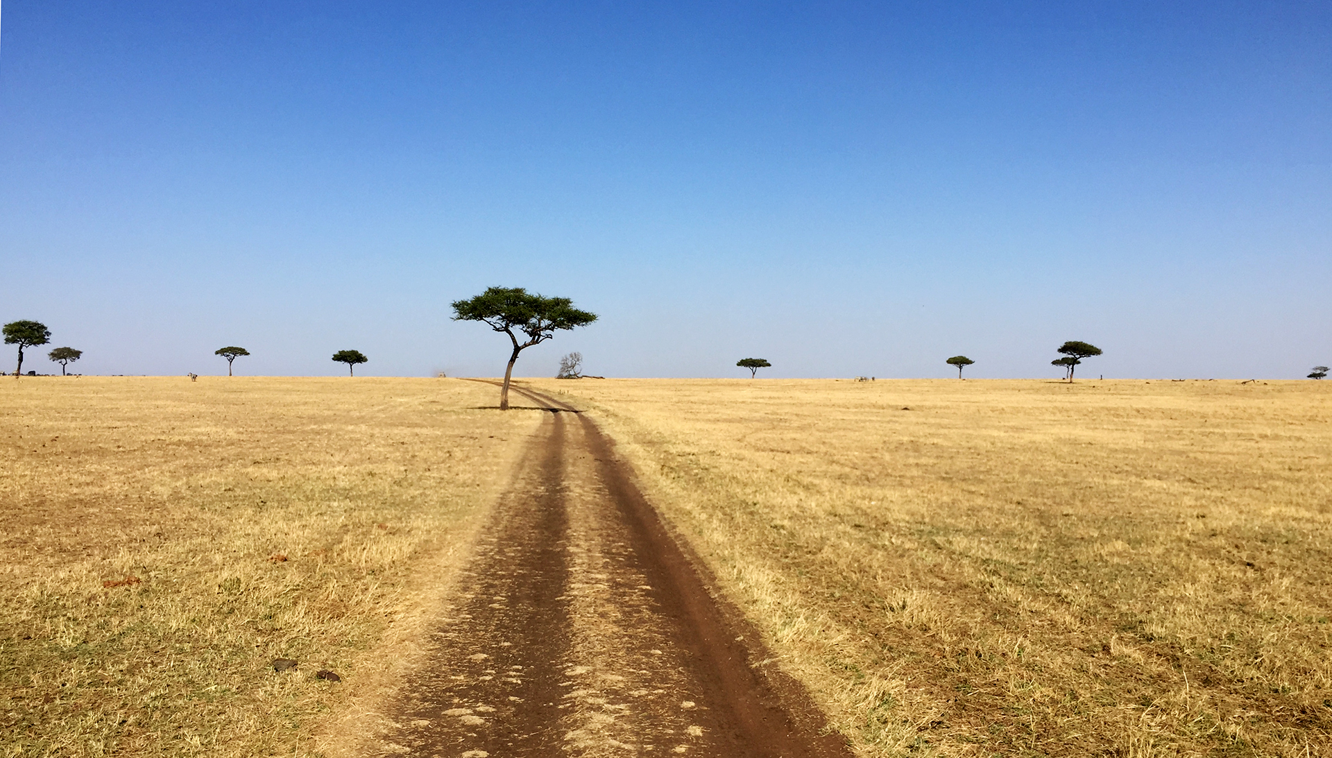 Serengeti National Park: wonderful no ending landscape, savannah and acacia