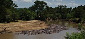 Serengeti National Park: Grumeti River with thousands of hippos