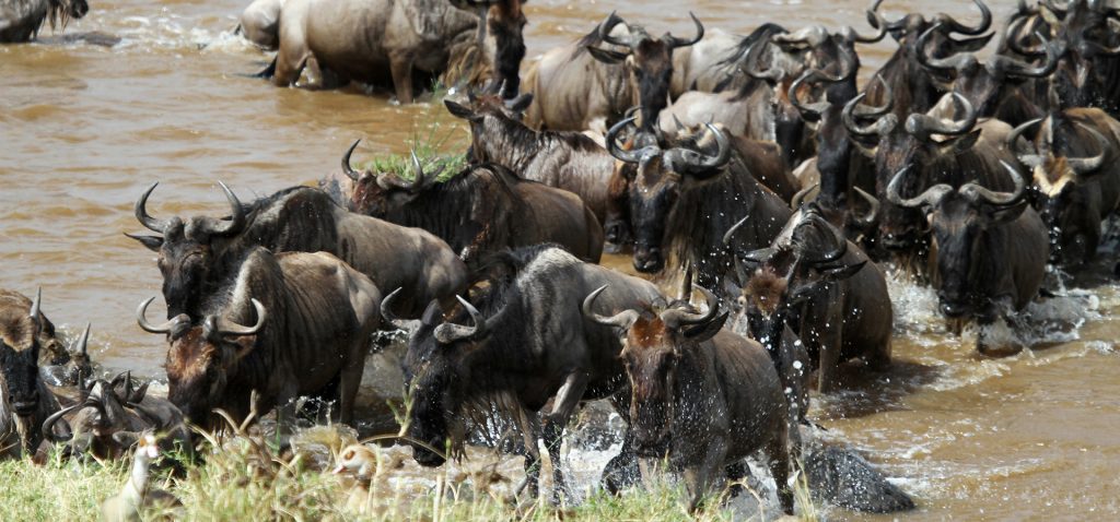 Serengeti National Park: Great Migration crossing the Mara River