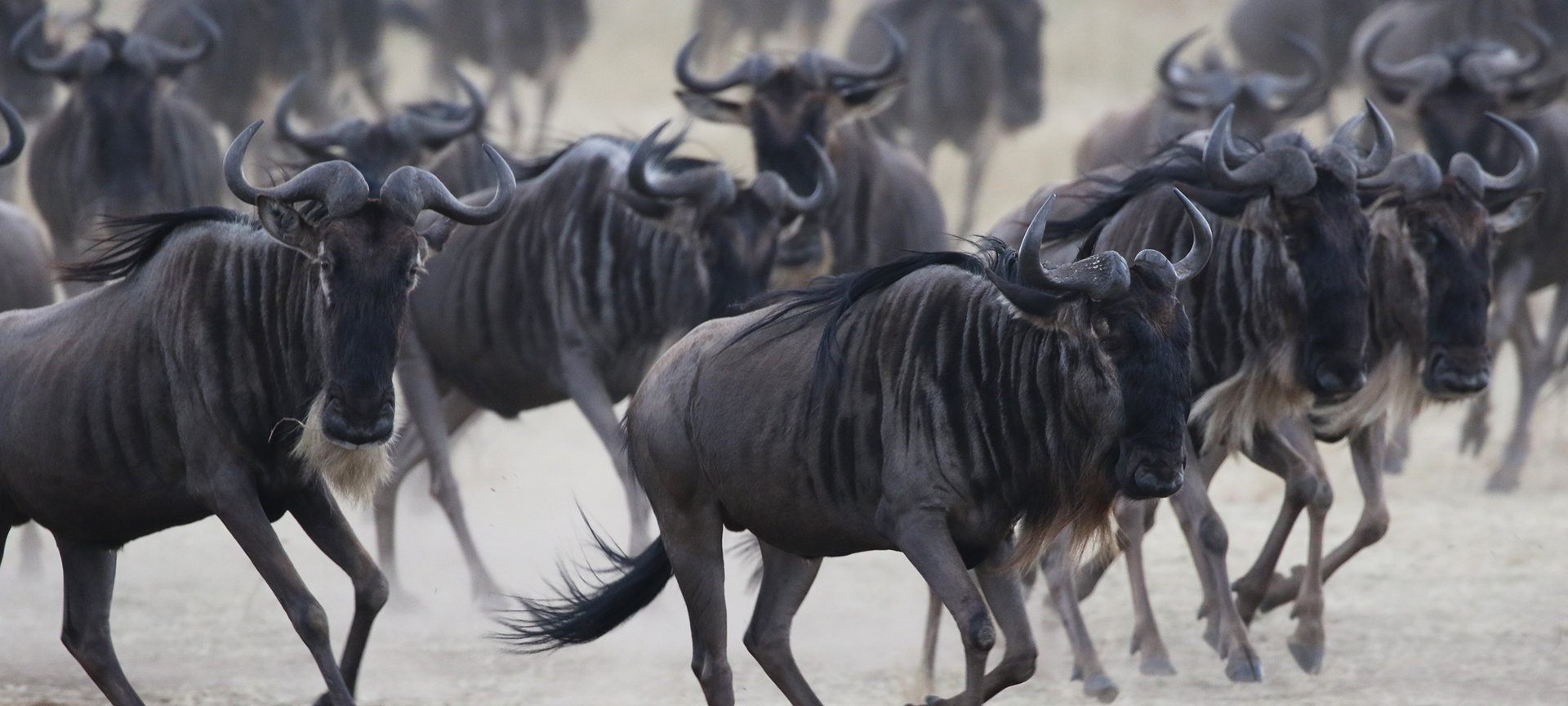 The Great Migration in Serengeti National Park: return to south tanzania africa