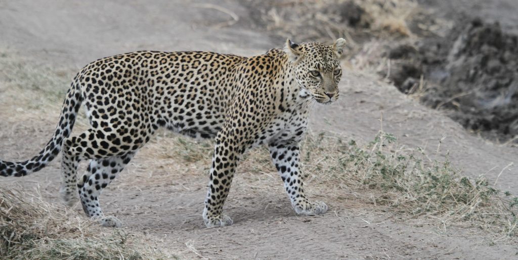 Serengeti National Park: Leopard in Seronera Valley