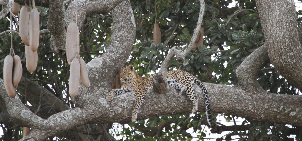 Serengeti National Park: Leopard in Seronera Valley