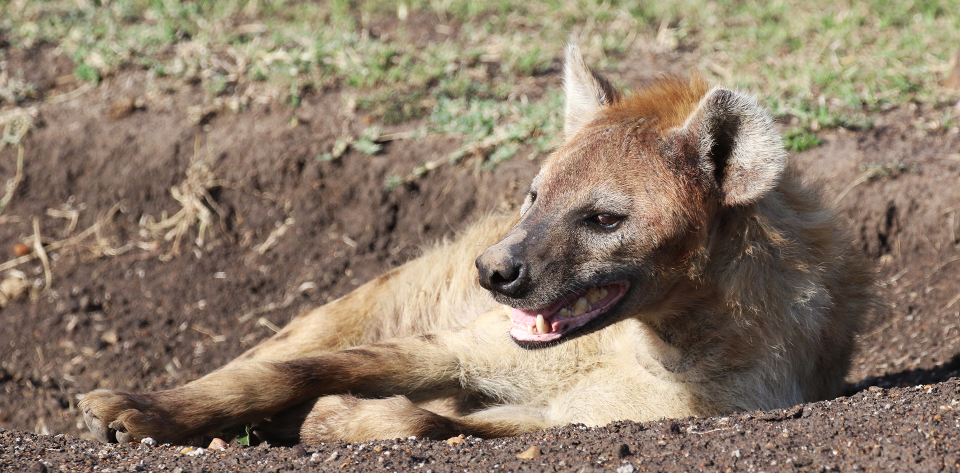 spotted hyena in Masai Mara National Reserve