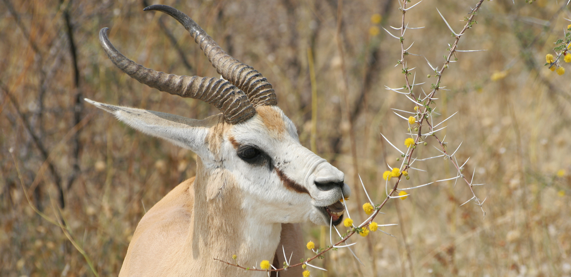 Etosha National Park springbok Namibia Romina Facchi Africa