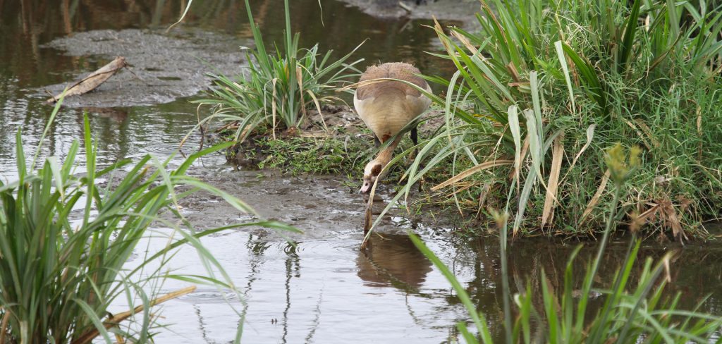 exploringafrica safariadv rominafacchi safari travel viaggi egyptian goose