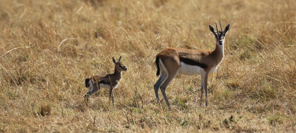 Serengeti National Park: Thomson gazelle, mother and baby