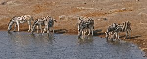 zebras drinking at the water hole in Etosha National Park namibia africa romina facchi