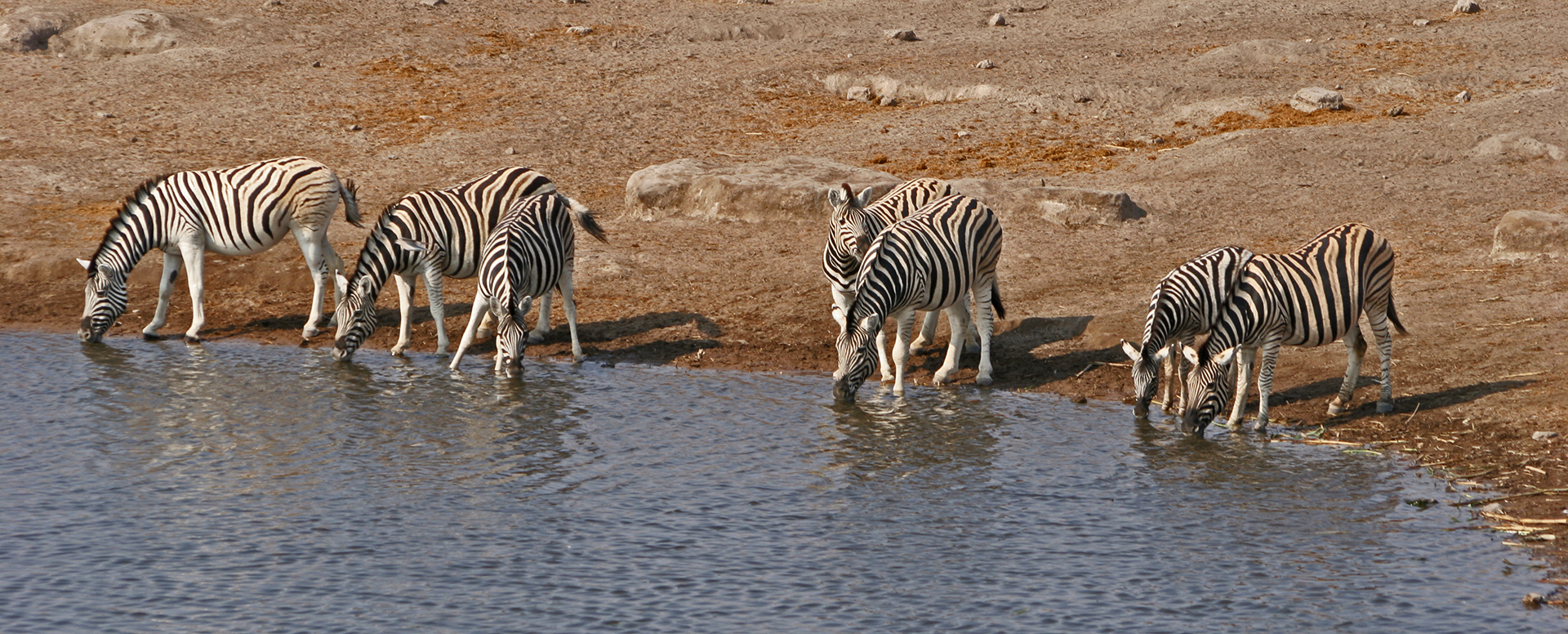 zebras drinking at the water hole in Etosha National Park namibia africa romina facchi