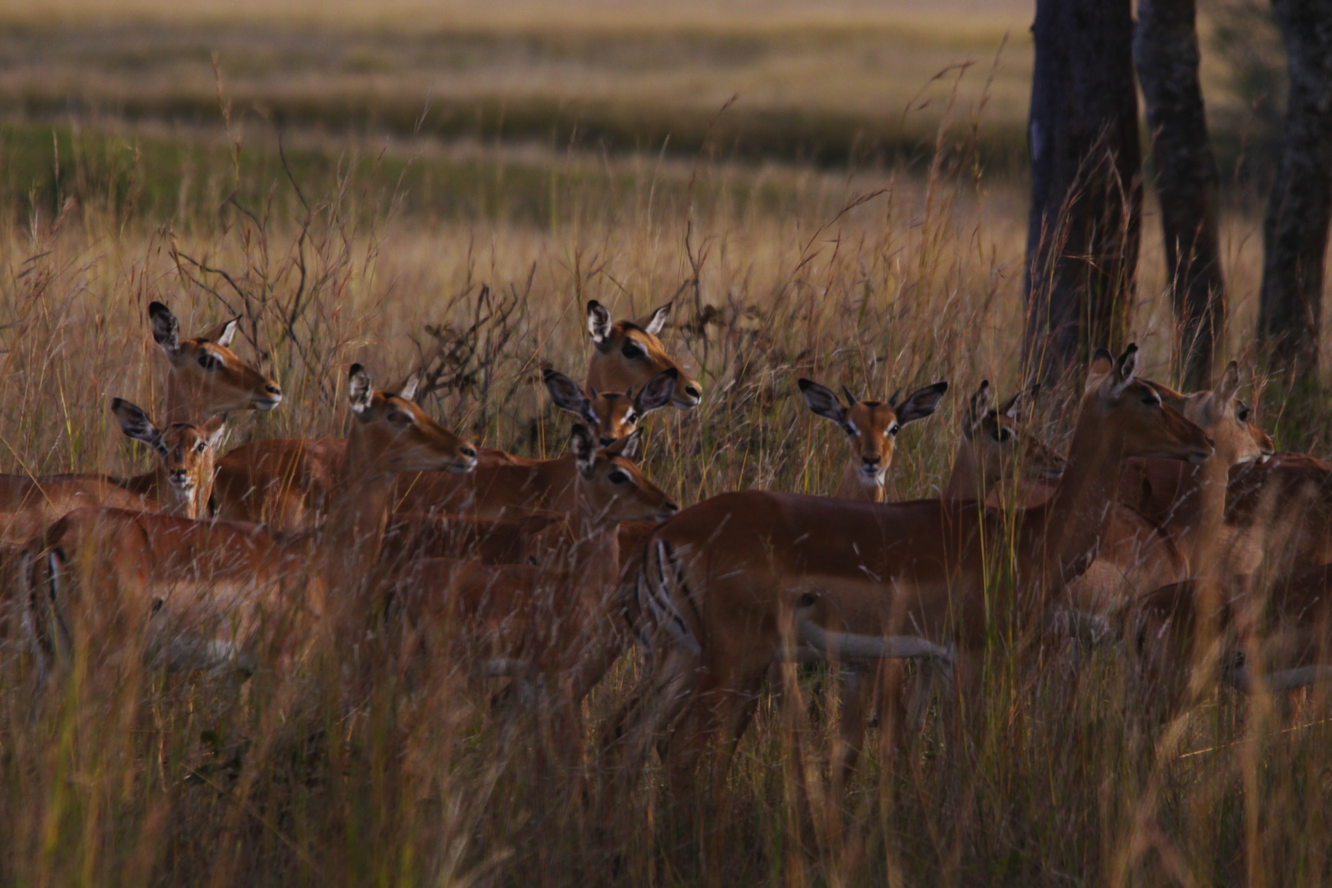 zimbabwe antilopi hwange