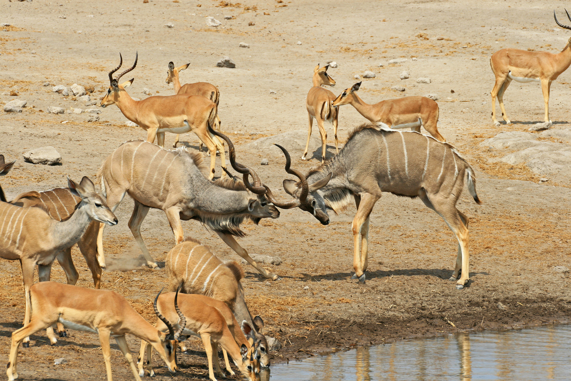 etosha National Park kudu romina facchi safariadv exploringafrica