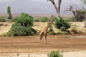 samburu giraffe reticulated giraffe romina facchi kenya