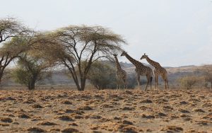 lake natron tanzania giraffes safariadv exploringafrica rominafacchi