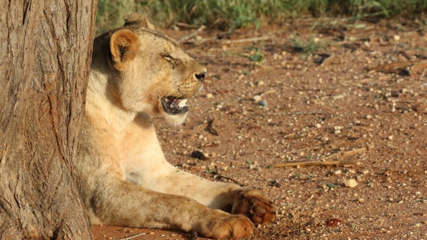 kenya exploringafrica safariadv romina facchi travel safari tsavo