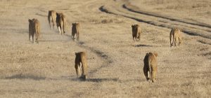 exploringafrica safariadv romina facchi arica leoni ngorongoro safari tanzania lion