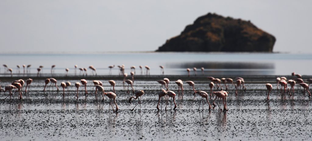 Lesser Flamingo lake Natron Tanzania Africa Great Rift Valley