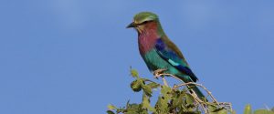 Samburu National Reserve lilac breasted roller Kenya