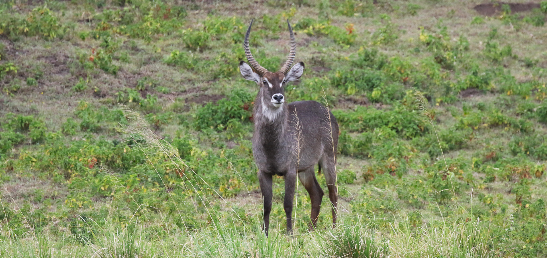 Waterbuck at Arusha National Park in Tanzania East Africa