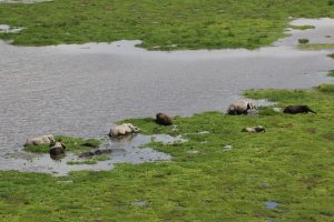 elephants amboseli kenya global environment day 5 june africa