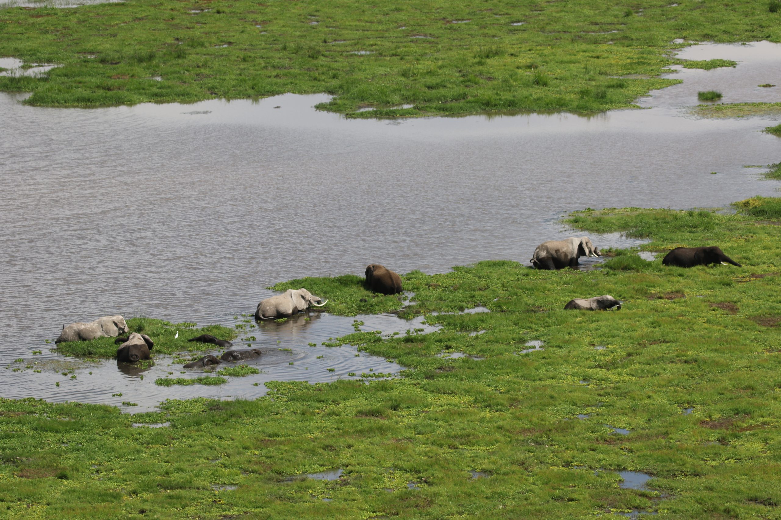 elephants amboseli kenya global environment day 5 june africa