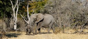 okawango delta exploringafrica safariadv romina facchi travel viaggi elephant