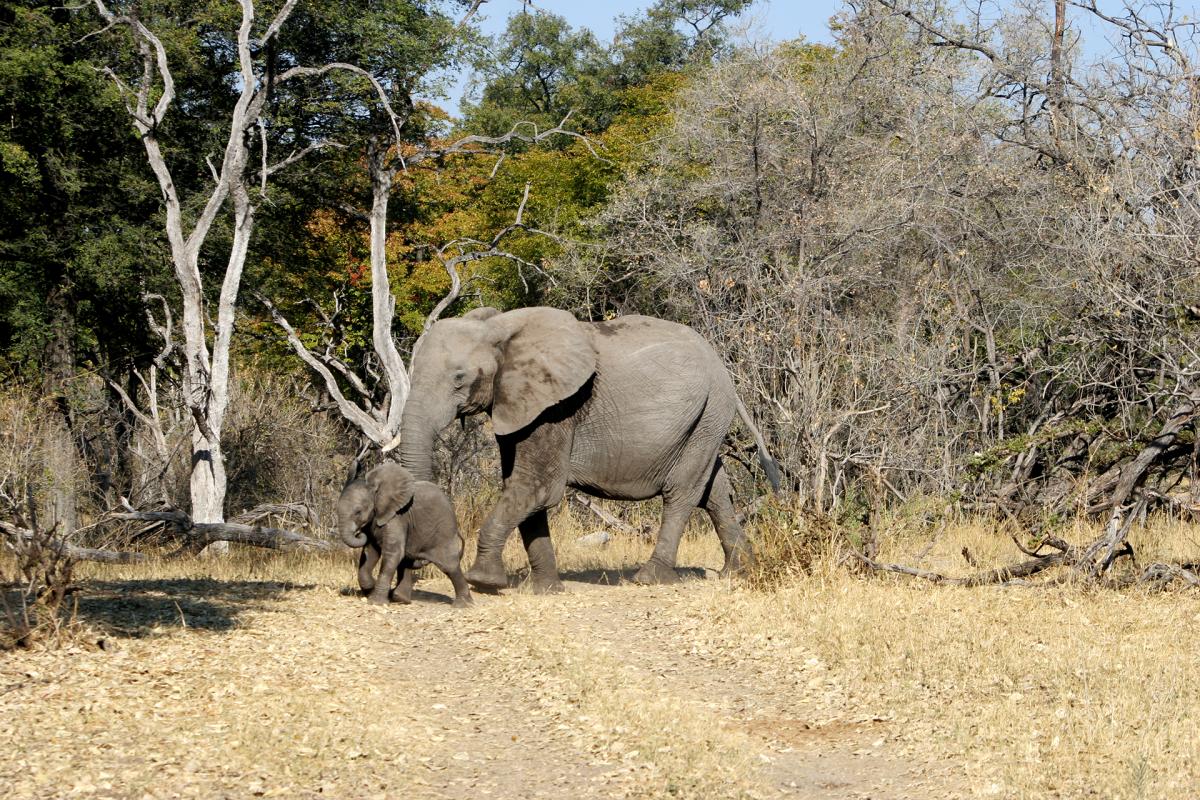 Okawango Delta: Elephants - Photo Credits: Romina Facchi