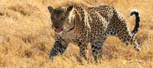 okawango delta exploringafrica safariadv romina facchi leopard travel viaggi