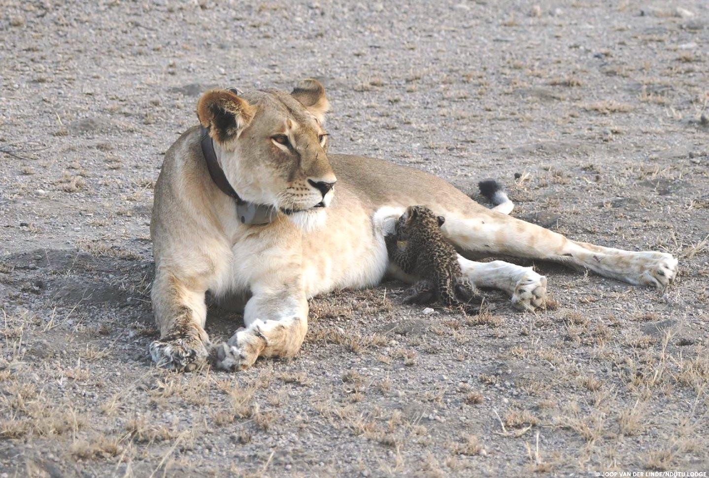 exploringafrica lions leopard cub safariadv serengeti tanzania