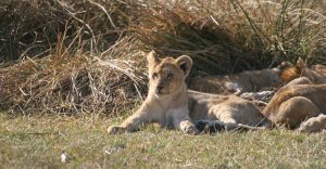 exploringafrica lions  cub safariadv moremi botswana romina facchi tanzania