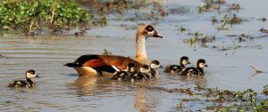 okawango delta exploringafrica safariadv romina facchi travel viaggi Egyptian goose