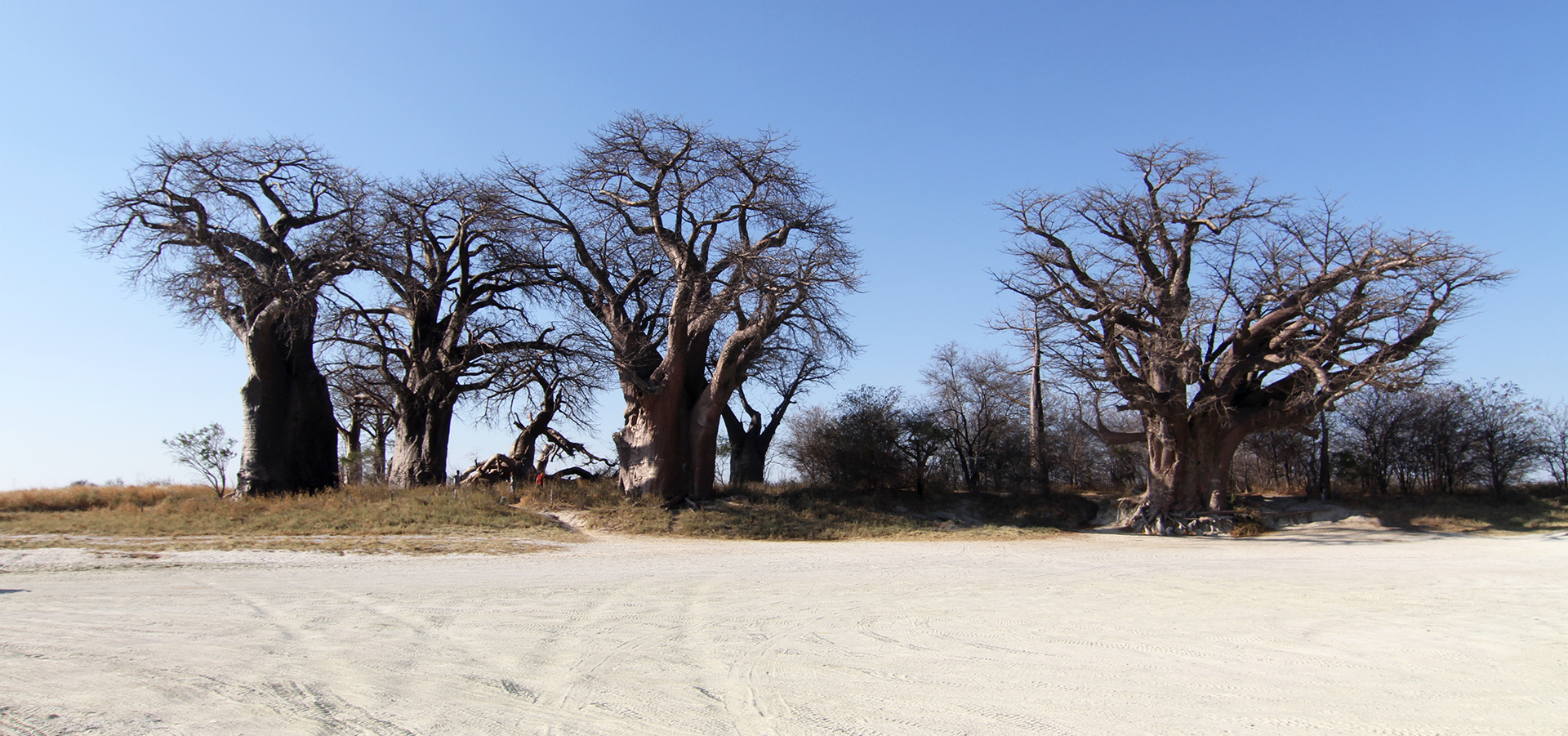 botswana safari nxai pan baobab africa safariadv exploringafrica romina facchi baines