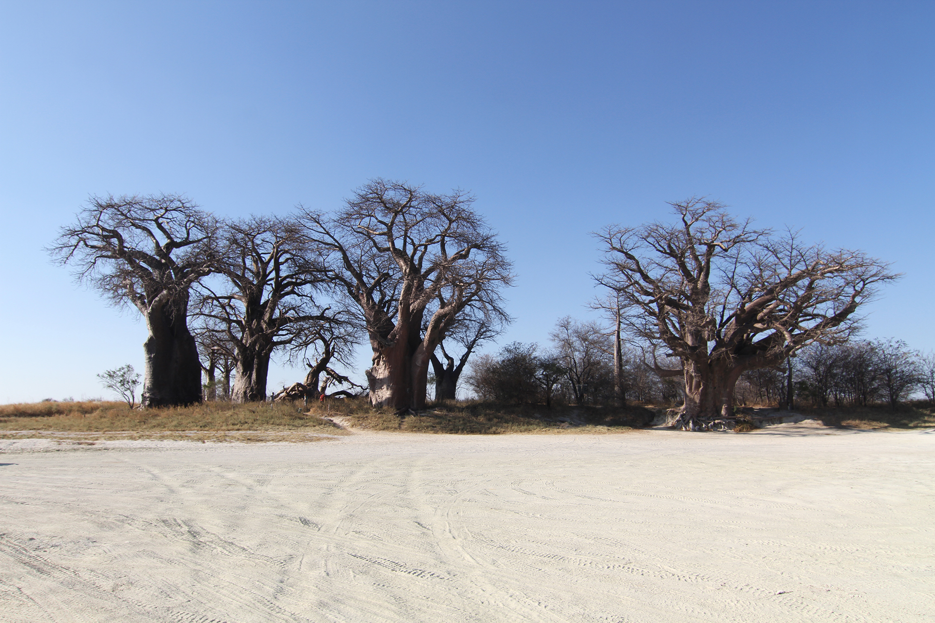 botswana nxai pan baobab exploringafrica safariadv romina facchi