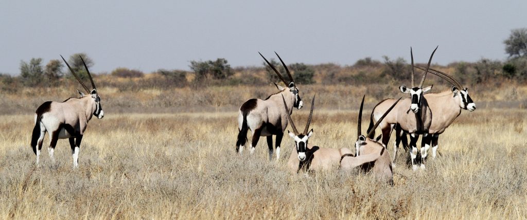 central kalahari ckgr gemsbok botswana exploringafrica safariadv romina facchi desert