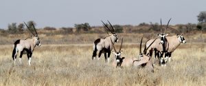 central kalahari ckgr gemsbok botswana exploringafrica safariadv romina facchi desert