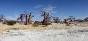 botswana safari kubu island africa safariadv exploringafrica romina facchi