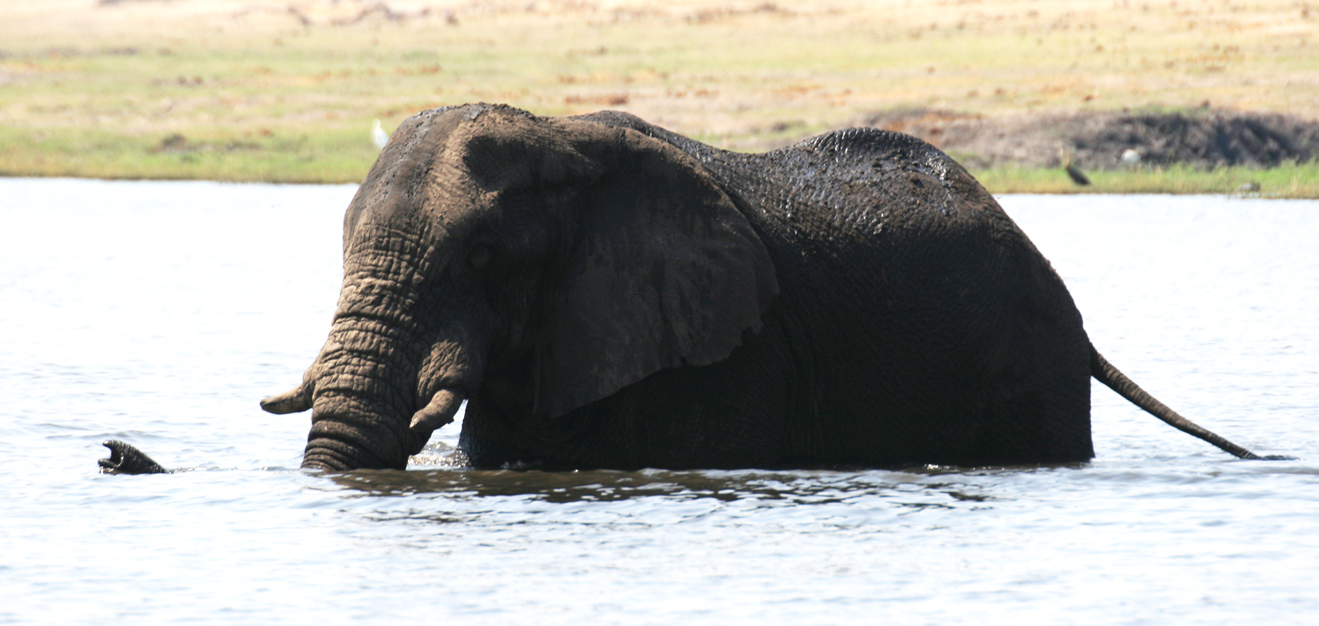 zimbabwe elephant safariadv exploringafrica romina facchi travel viaggi africa safari