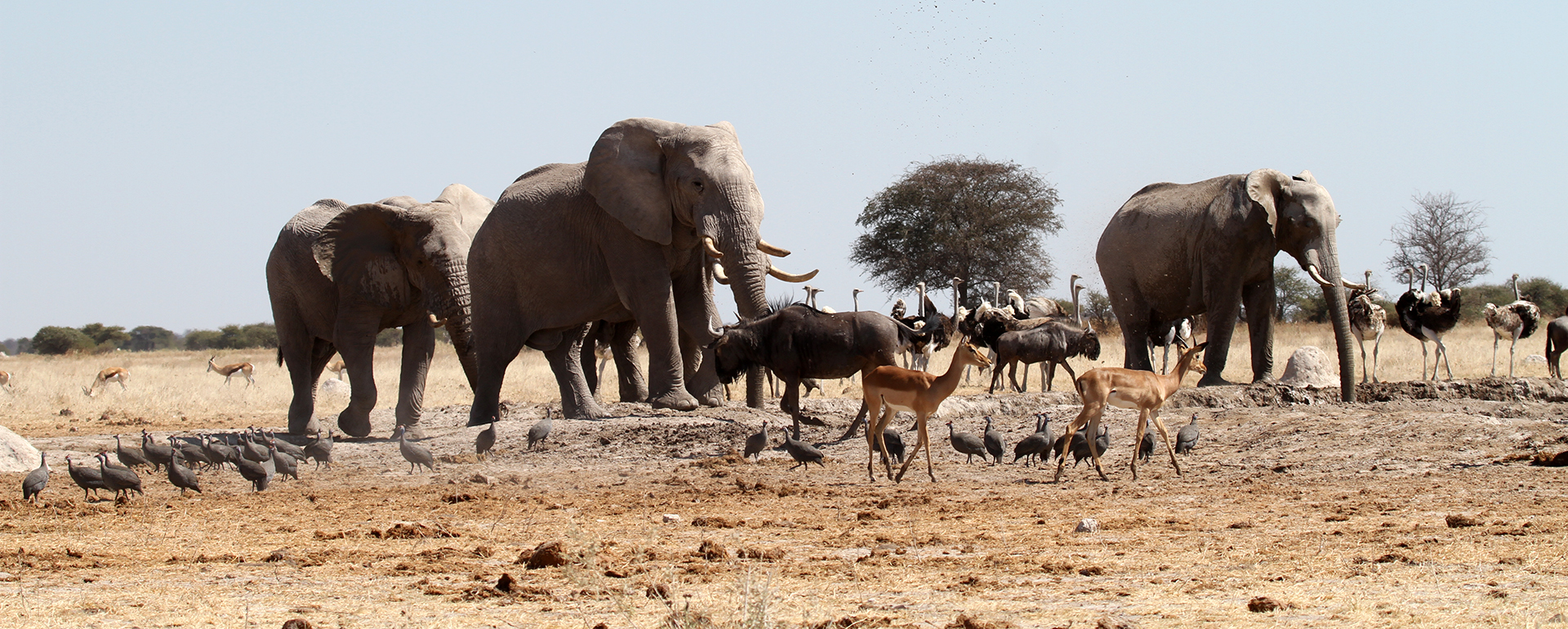 botswana safari nxai pan elephant africa safariadv exploringafrica romina facchi