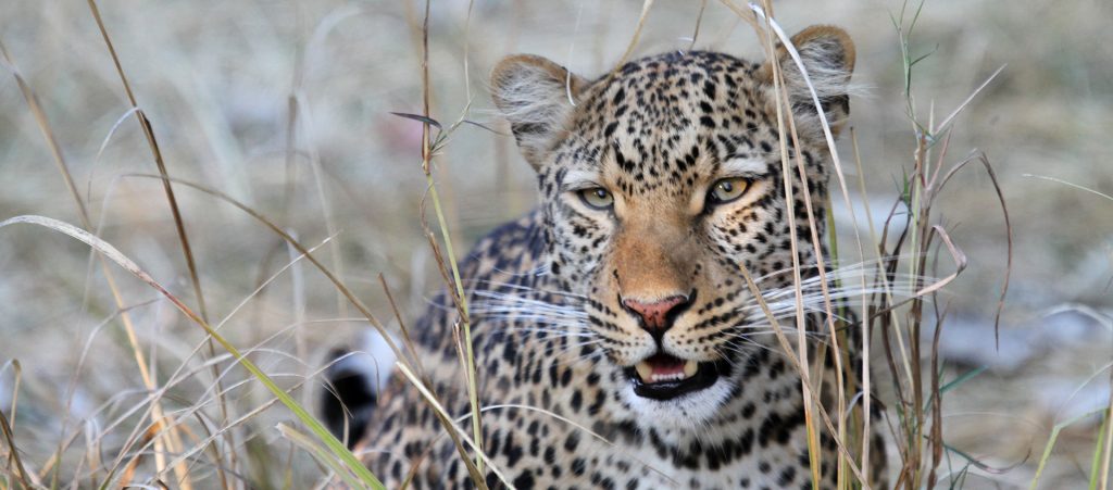 botswana safari leopard africa safariadv exploringafrica romina facchi