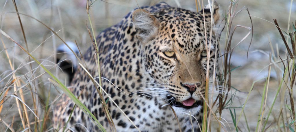 botswana safari leopard moremi africa africa safariadv exploringafrica romina facchi travel viaggi