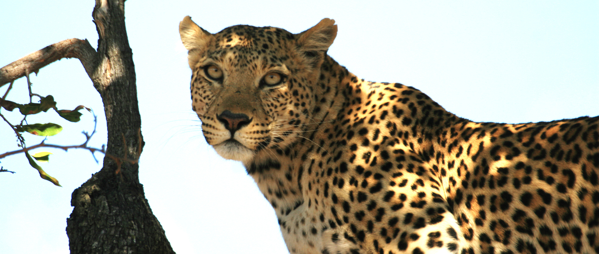 botswana safari leopard moremi africa africa safariadv exploringafrica romina facchi travel viaggi