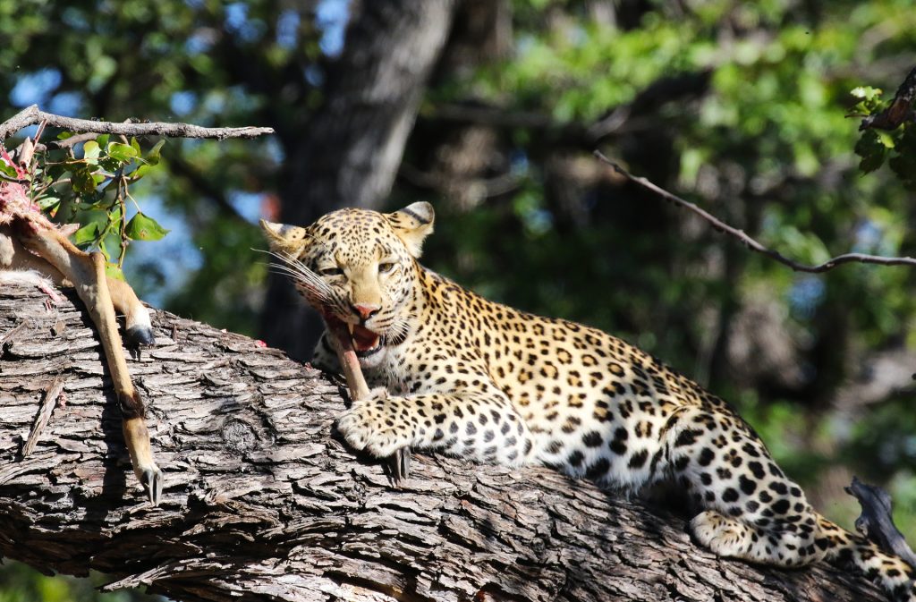 moremi leopard exploringafrica safariadv romina facchi botswana safari