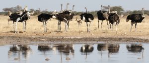 botswana safari nxai pan ostrich bird africa safariadv exploringafrica romina facchi