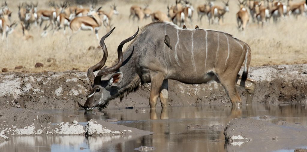 botswana safari nxai pan kudu africa safariadv exploringafrica romina facchi